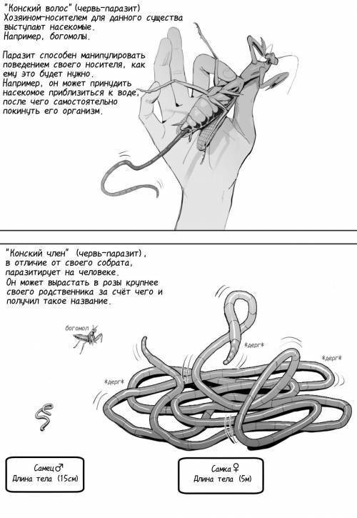 Oohariganemushi No Seitai / Цикл жизни кишечного червя-паразита
